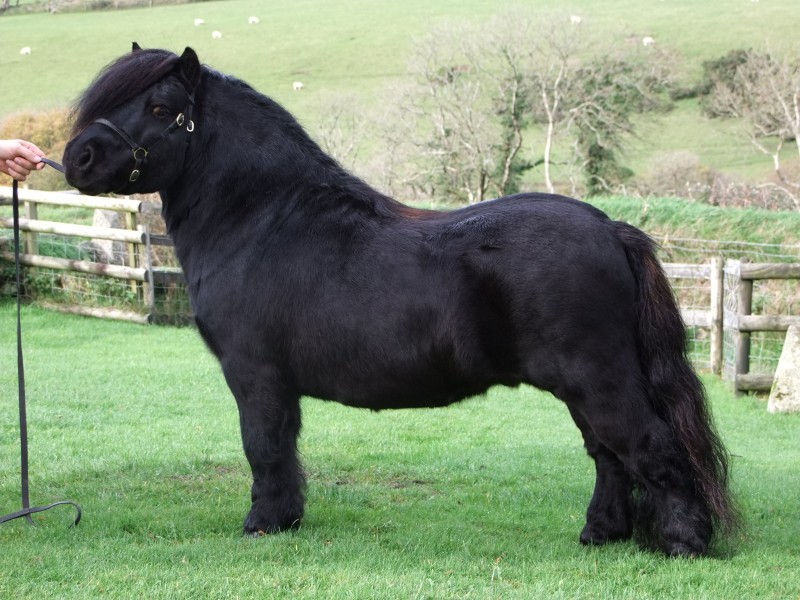 Halstock Blackertor Stud Miniature Standard Shetland Ponies
